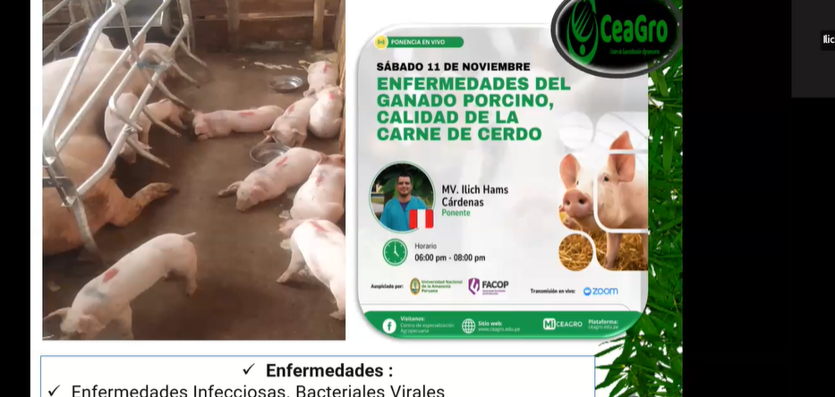 Enfermedades del ganado porcino, calidad de la carne de cerdo 